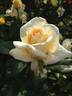 AOLLWC13-3 rose photo