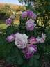 Edith rose photo