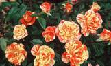 Pandemonium rose photo