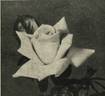 Cannes Festival rose photo