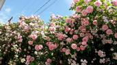 Domaine de Courson ® rose photo