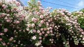 Domaine de Courson ® rose photo