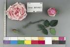 Irène Bonnet rose photo