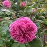 Deuil de Dr. Reynaud rose photo