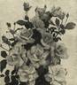 Vogue rose photo