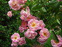 Arndt rose photo