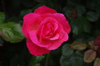 Galway Bay® rose photo
