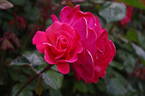 Galway Bay® rose photo