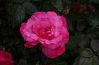 Galway Bay® rose photo