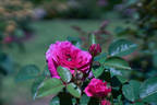 Noble Antony rose photo