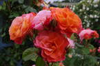 Evelyn May rose photo