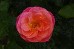 Evelyn May rose photo