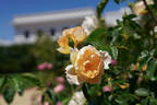 Comtes des Champagne rose photo