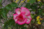 Antique rose photo