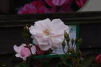 City of London ® rose photo