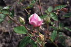 Duke of York rose photo