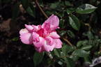 Duke of York rose photo