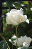 City of York rose photo