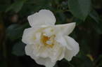 City of York rose photo