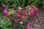 John Cabot rose photo