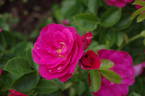 John Cabot rose photo