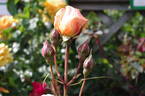 Louise Clements rose photo