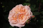 Louise Clements rose photo