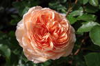 Louise Clements rose photo