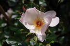 Keith Maughan rose photo