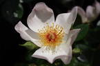 Keith Maughan rose photo