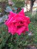 Gentlemen's Agreement rose photo