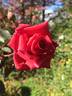 Gentlemen's Agreement rose photo