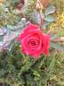 Gentlemen's Agreement rose photo