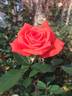 Dr Gary Rankin rose photo