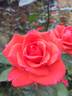 Dr Gary Rankin rose photo