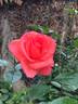 Dr Gary Rankin rose photo