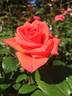 Dr Gary Rankin rose photo