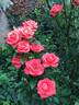 Dr Gary Rankin rose photo