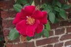 Allen Chandler rose photo