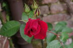 Allen Chandler rose photo