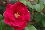 Allen Chandler rose photo