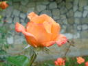 L'Oréal Trophy rose photo