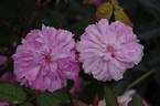 James Mitchell rose photo