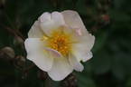 Kathleen rose photo