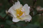 Kathleen rose photo