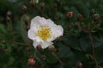Kathleen rose photo