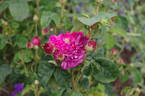 Conditorum rose photo