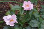Lilac Charm rose photo
