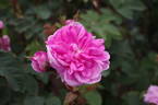 James Mitchell rose photo