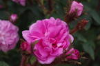 James Mitchell rose photo